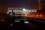 Ordsall Peacock at Not Quite Light Fest